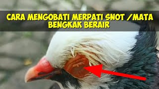 Download lagu HOW TO TREAT PIGEONS WITH SNOT OR WATERY, SWOLLEN EYES #mypigeons #treatpigeonsnot mp3 Download lagu HOW TO TREAT PIGEONS WITH SNOT OR WATERY, SWOLLEN EYES #mypigeons #treatpigeonsnot mp3