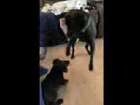 Video of adoptable pet named Daylin