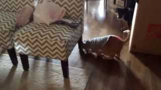 Tigger in a Mouse Costume gets Mistaken for a Big Toy