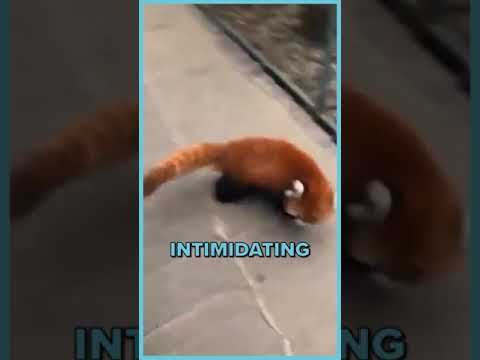 CUTE Red Panda TRIES To Look More Intimidating 😂