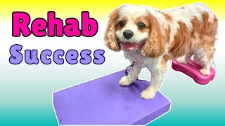 Senior Cavalier King Charles Spaniel Rehab for Chiari Malformation | Canine Rehabilitation Exercises