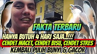Download lagu HANYA BEGINI SAJA KOK ⁉️ CENDET MACET DAN BISU JADI GACOR || TIPS CENDET CEPAT GACOR mp3