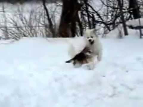 great pyrenees at play