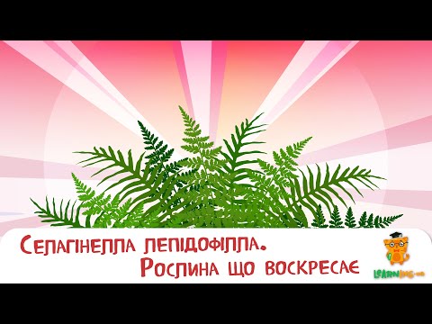 Дива природи. Явища навколо нас. Селагінелла лепідофілла — рослина, що воскресає