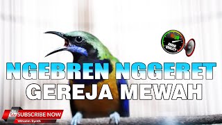 Download lagu MASTERAN MURAI BATU DAHSYAT ISTIMEWA NGEKEK NGEBREN GEREJA PANJANG - CUCAK CUNGKOK GACOR mp3 Download lagu MASTERAN MURAI BATU DAHSYAT ISTIMEWA NGEKEK NGEBREN GEREJA PANJANG - CUCAK CUNGKOK GACOR mp3