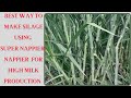 Making Silage Using Super Nappier Pakchong And Adding More Energy Source For More Milk Production