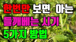 들깨수확시기 알 수있는 방법/ 늦으면 수확량 20% 차이나요/ 미리 확인하세요