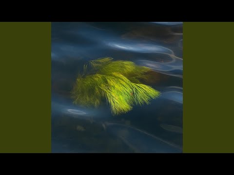 A Very Irregular Head