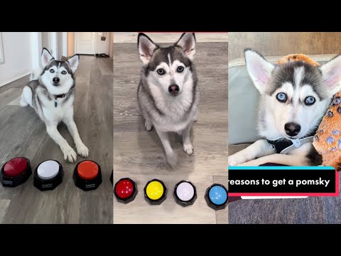 Sapphie the Pomsky New TikTok Videos - Best of Sapphie The Pomsky TikTok Compilation 2023