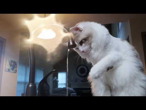 Ragdoll cat likes playing with running water