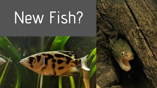 New Moray eel and Archerfish for 75 gallon aquarium? RIP