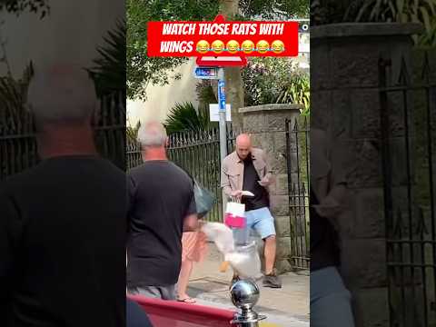 SEAGULL NICKED MY PASTY IN WALES #funny