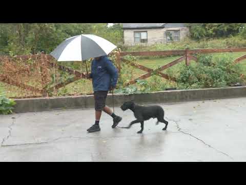 Proofing For Life In The Rain With "Otello"
