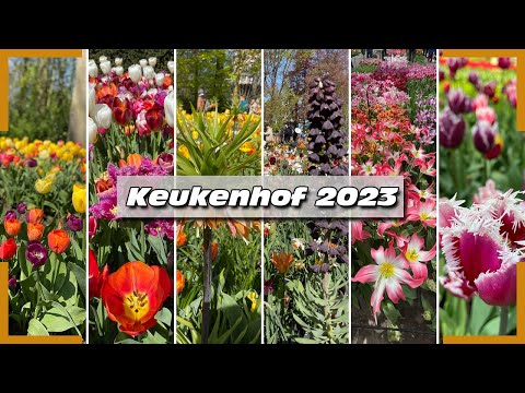 Keukenhof Tour 2023 | Flowers at the end of April | 4K |