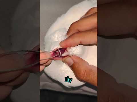 Chú bồ câu bỏ ăn nhiều ngày và sự thật khiến ai cũng bất ngờ🐦