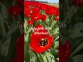 Tulip Fields In The Netherlands Tulip Tulips Flowers Netherlands Europe World Viralvideo