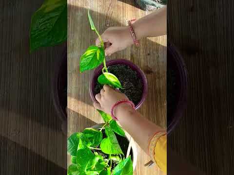 Unique way to Propagate Money plant from one pot to other pot in Just 7 Days #7days #propagation