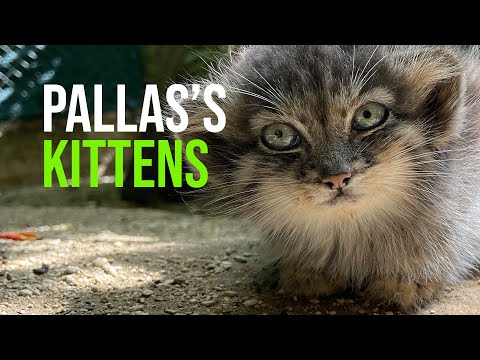Rare Pallas’s Cat Kittens Make Their Debut In Time For International Cat Day