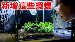 移除鑽紋螺之後 我在立方缸新增這些蝦螺 | 烤漆蝦 霸王紅戟槍蝦 蜜蜂角螺