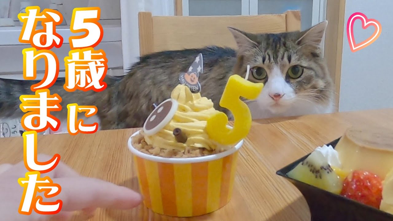 猫の５歳のお誕生日を一緒に祝ったら世界一幸せでした【保護猫／犬】