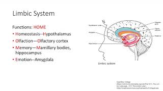 Limbic System | Nervous system | Step 1 Simplified