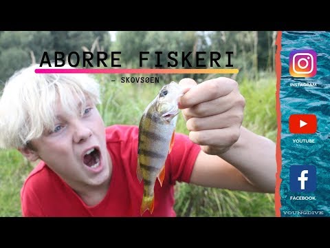 ABORRE FISKERI I SKOVSØEN!