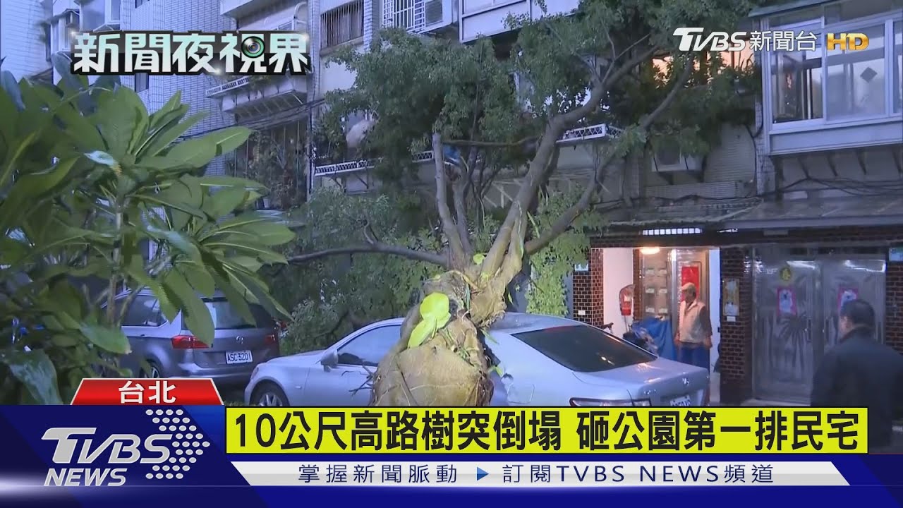 10公尺高路樹突倒塌 砸公園第一排民宅