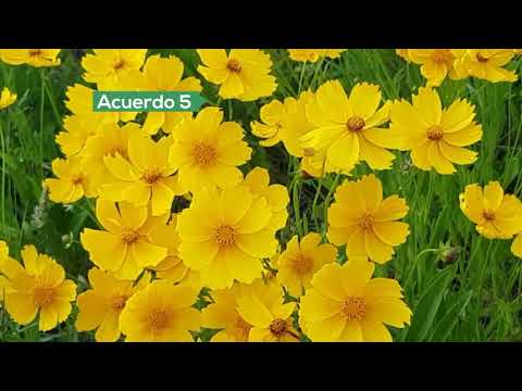 Círculo Cooperativo