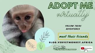 Three new orphan baby monkeys find foster moms and a home