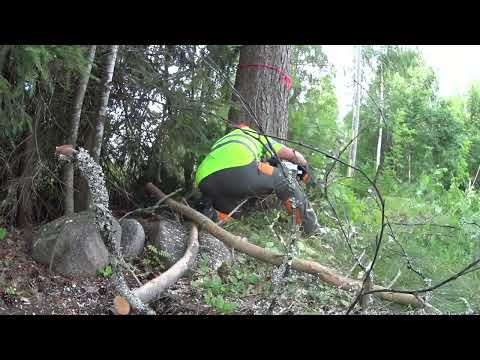 Törkeen karvanen mänty