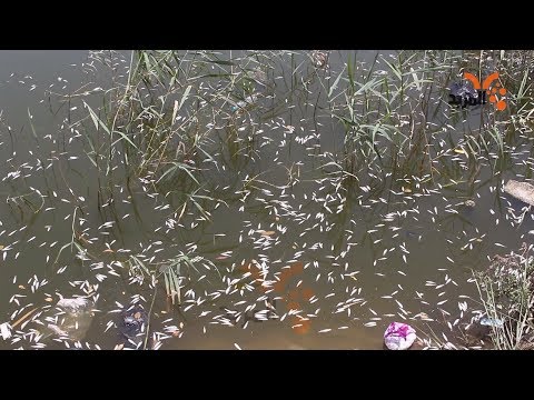 شاهد بالفيديو.. نفوق مئات الاسماك في نهر العشار #المربد