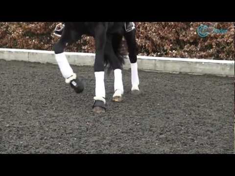 Emile Faurie - International Dressage Rider & Trainer