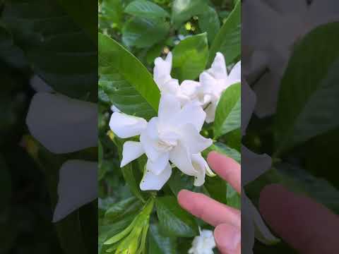 クチナシの越冬方法は？魅惑的な花を霜から守るにはどうすればよいですか？  庭園