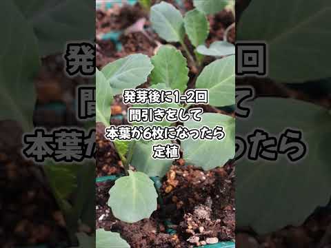 キャベツの腐敗から野菜を守るには？制御と治療  庭園