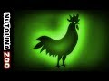 Rooster Crowing Rooster Sound Animal Sounds Rooster