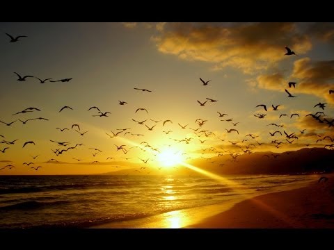 David Surok - Out of the Sky (Original Mix)
