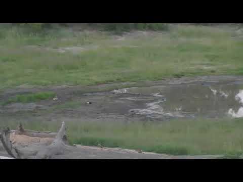 Djuma: Egyptian Geese pair and 3 goslings meet others - 18:50 - 01/23/19