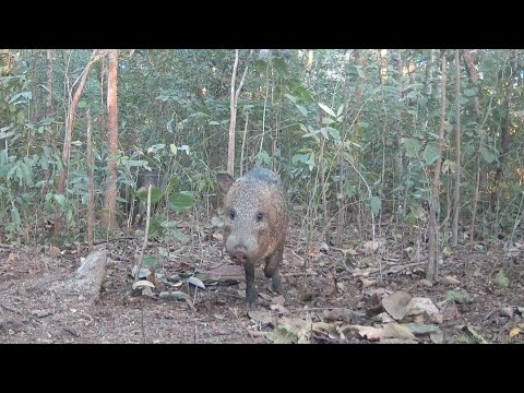 Bicharada Na Ceva De Milho E Abacaxi 🍍