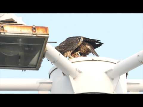 泉大津 ハヤブサ 親子 2017 Peregrine Falcon 102