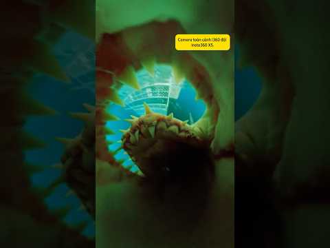 Hoá ra cái camera gần 4 chục trẹo cũng chỉ để làm mồi cho cá -😎 #pocket3 #insta360 #droptest #tech