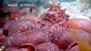 Смотреть онлайн Жутко красивый ролик про осьминога