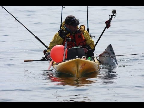 Huge Shark, Catch and release Porbeagle from a kayak, best bits. Malin Head.