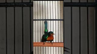 Download lagu Kolibri Wulung(kowul) gacor dor #birds mp3 Download lagu Kolibri Wulung(kowul) gacor dor #birds mp3