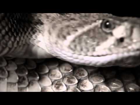 Presento & eLKa - Bolesť (prod. Dalda)