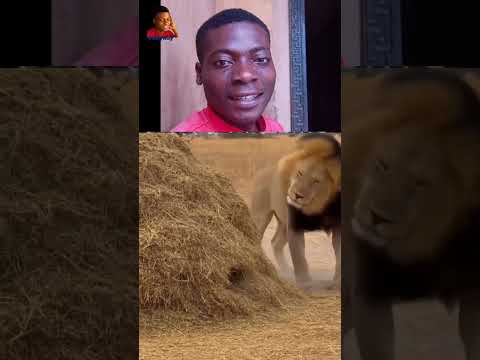 loin no have peace of mind again #fyp #goviral #trending