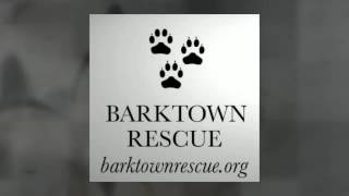 Video preview image #1 Bull Terrier Puppy For Sale in Bardstown, KY, USA