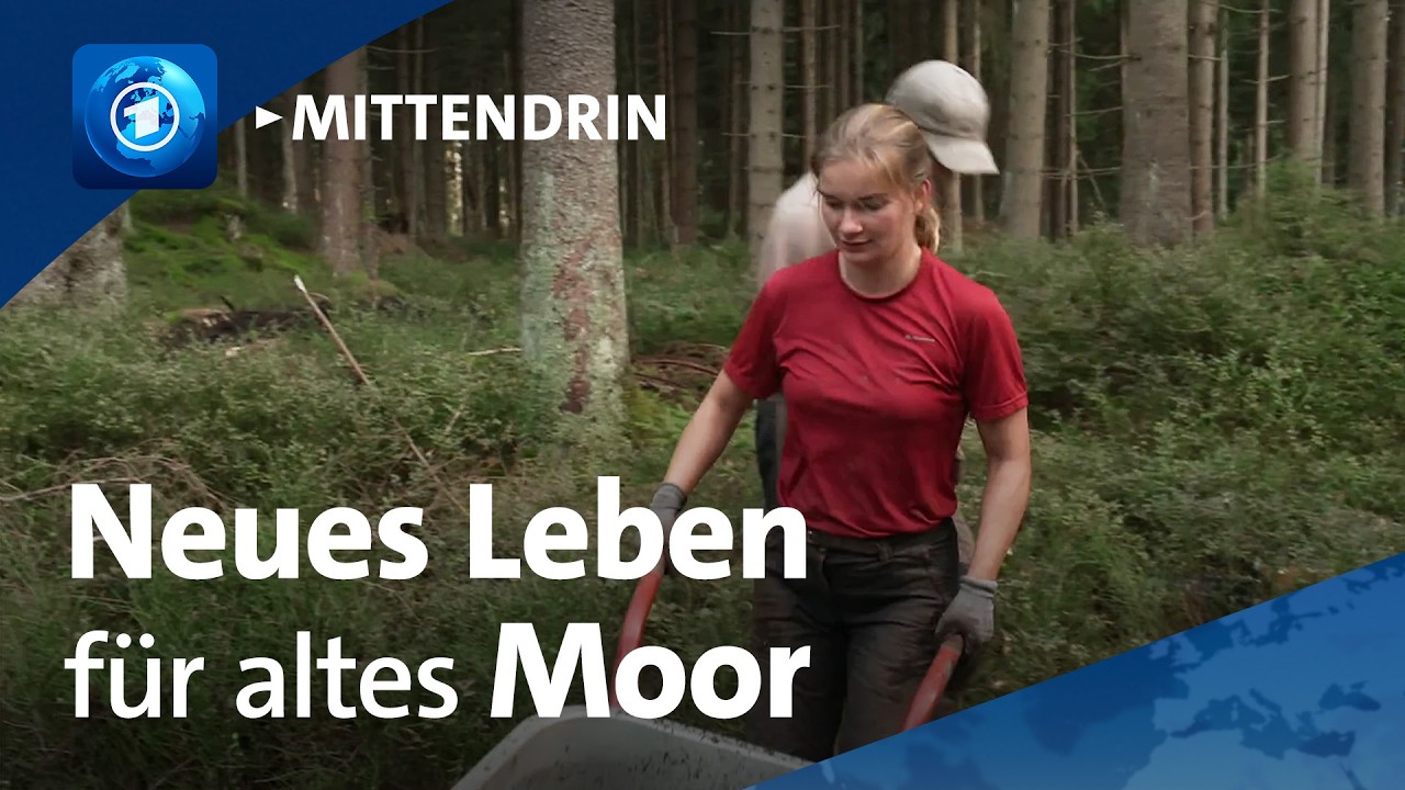 Warum diese Freiwilligen ein Moor im Erzgebirge retten wollen | tagesthemen mittendrin