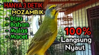 Download lagu Mozambik gacor ngerol mewah untuk pancingan bikin Mozambik Lain ikut gacor!! mp3