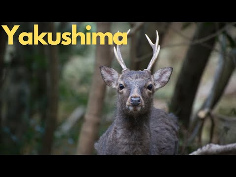Exploring the Enchanting Yakushima: Japan's Natural Wonderland