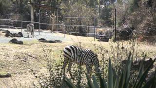 preview picture of video '大阪市　天王寺動物園　しまうま Osaka City Tennoji Zoo　2012/02/19'